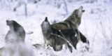 Sex vargar ska skjutas i Västra Götalands län